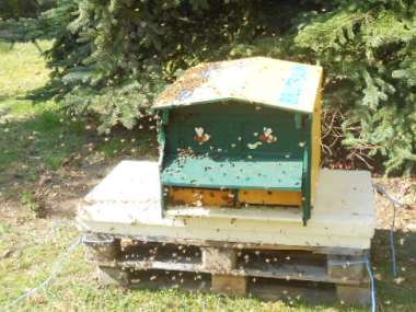 Bienenkasten